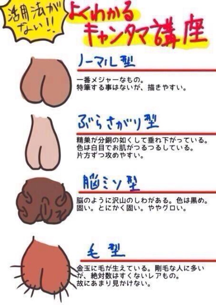 「よくわかるキンタマ講座」というイラスト図解。精巣の形を4種類に分類して説明している。

ノーマル型：一般的で特徴はないが描きやすい形。

ぶらさがり型：左右の玉が下に垂れ下がっている形。片方ずつ動きやすい。

脳ミソ型：しわが多く、脳のような見た目。黒っぽく固い印象。

毛型：玉に毛が生えているタイプ。珍しくあまり見かけない。